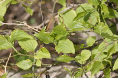 Smilax sieboldii