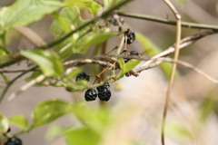 Smilax sieboldii