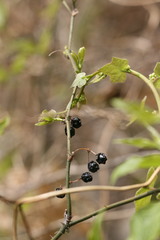 Smilax sieboldii