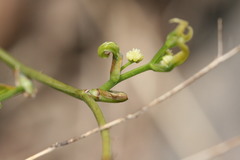 Smilax sieboldii