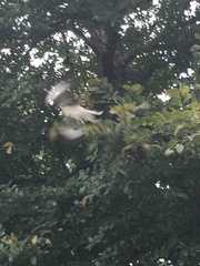 Nycticorax nycticorax