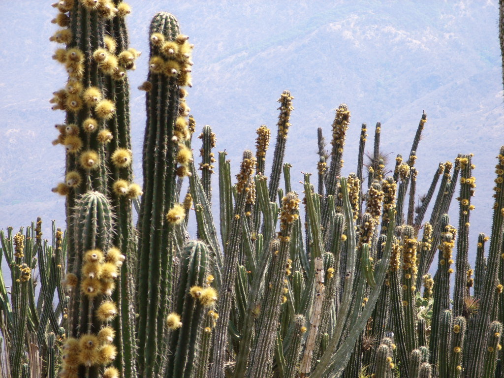 Pachycereus grandis