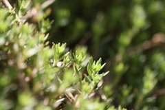 Sedum sarmentosum