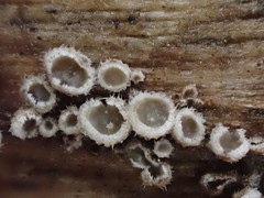Eichleriella