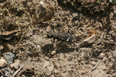 Cicindela gemmata