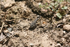 Cicindela gemmata