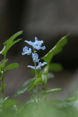 Corydalis caudata