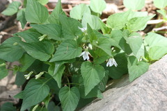 Viola acuminata
