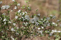 Deutzia grandiflora