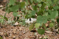 Parnassius glacialis