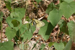 Parnassius glacialis