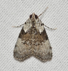 Pococera humerella