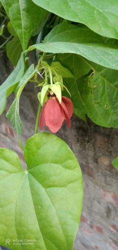 Image of Abroma augustum by (c) Sandipan Das, some rights reserved (CC BY)
