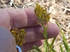 Petradoria pumila