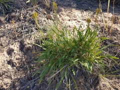 Petradoria pumila