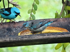 Dacnis nigripes