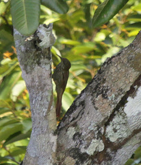Lepidocolaptes fuscicapillus layardi