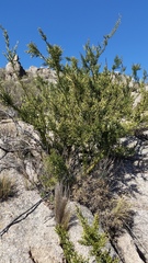 Colletia spinosissima