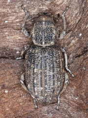 Cubicorhynchus maculatus