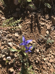 Gentianopsis barbellata