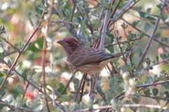 Haemorhous purpureus californicus