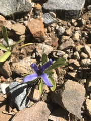 Gentianopsis barbellata