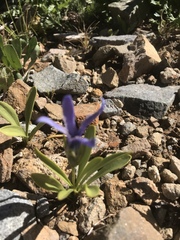 Gentianopsis barbellata