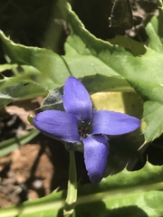 Gentianopsis barbellata