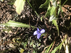 Gentianopsis barbellata