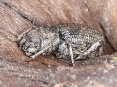 Cubicorhynchus maculatus