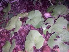 Asarum canadense