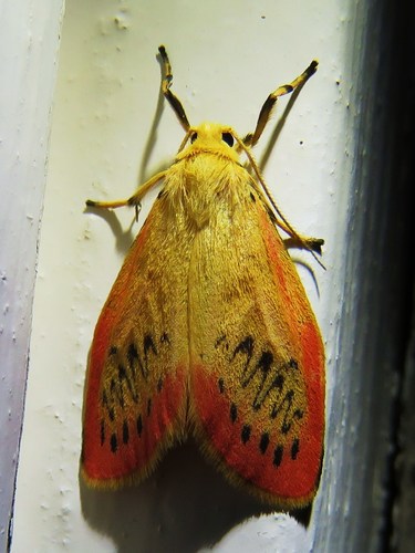Rosy footman