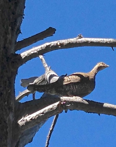 iNaturalist observation photo of Sooty Grouse