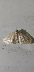 Lepidoptera
