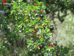 Condalia mexicana