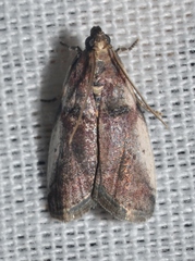 Acrobasis vaccinii