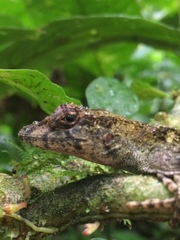 Anolis capito