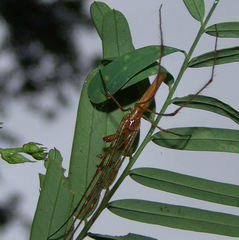 Tetragnatha straminea