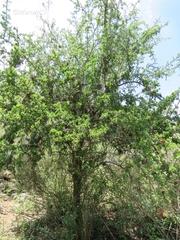 Condalia mexicana