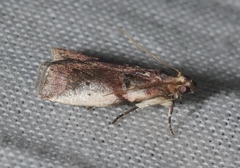 Acrobasis vaccinii
