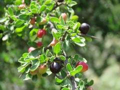 Condalia mexicana