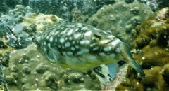 Chelonodontops patoca