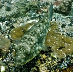 Chelonodontops patoca