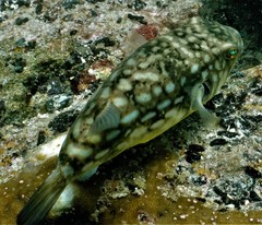 Chelonodontops patoca