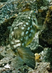 Chelonodontops patoca