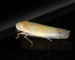 Zonocyba hockingensis