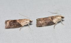 Acrobasis palliolella