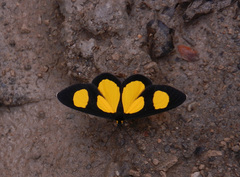 Cyllopoda jatropharia