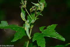 Dasineura communis