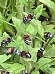 Anthophora tricolor
